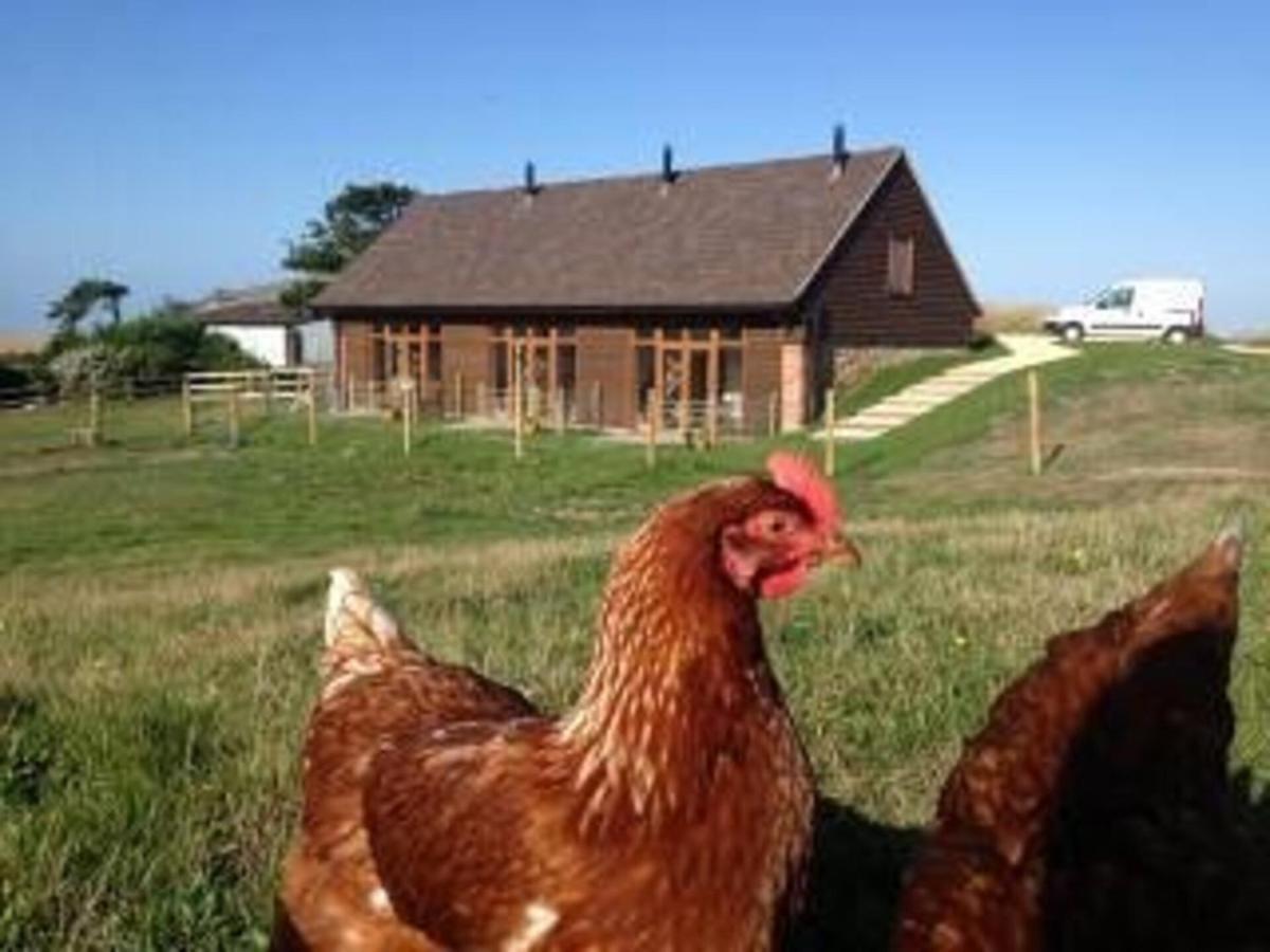 Bike Shed - Beautiful 1-Bed Cottage In Shorwell Exteriör bild