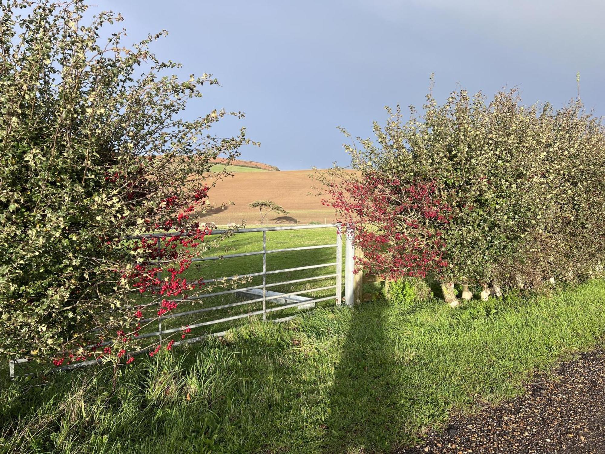 Bike Shed - Beautiful 1-Bed Cottage In Shorwell Exteriör bild